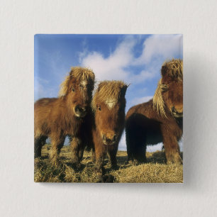 Chapa Cuadrada Poni de Shetland, tierra firme de las Islas Shetla
