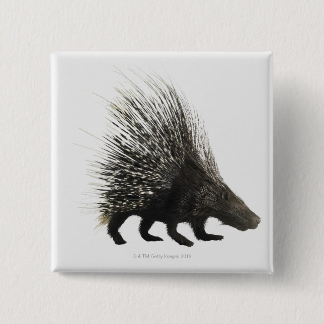 Chapa Cuadrada Porcupina (Anverso)