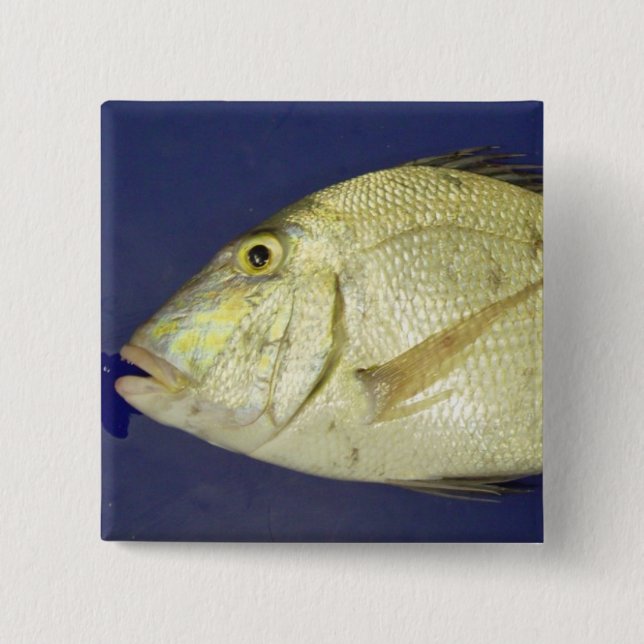 Chapa Cuadrada Porgy de Saucereye (Anverso)