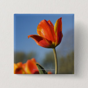 Chapa Cuadrada Primer de las flores del tulipán