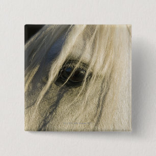 Chapa Cuadrada Primer del ojo del caballo