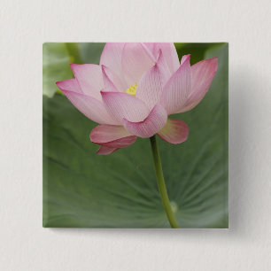 Chapa Cuadrada Primer plano de la flor de Loto, Nelumbo nucifera)