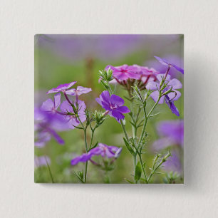 Chapa Cuadrada Primer plano de Phlox de Drummond, Phlox drummondi