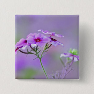 Chapa Cuadrada Primer plano de Phlox de Drummond, Phlox drummondi