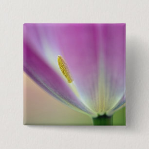 Chapa Cuadrada Primer plano del envés de la flor de tulipán, Kuek