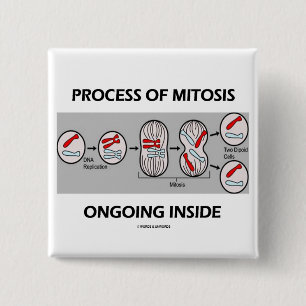 Chapa Cuadrada Proceso del interior en curso de la mitosis