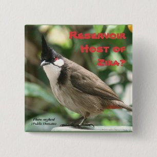 Chapa Cuadrada Pruebe los Bulbuls Rojos-Whiskered por RoseWrites