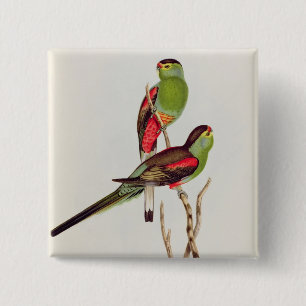 Chapa Cuadrada Psephotus Pulcherrimus