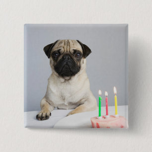 Chapa Cuadrada Pug de cumpleaños