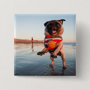 Chapa Cuadrada Pug jugando a pelota en la playa