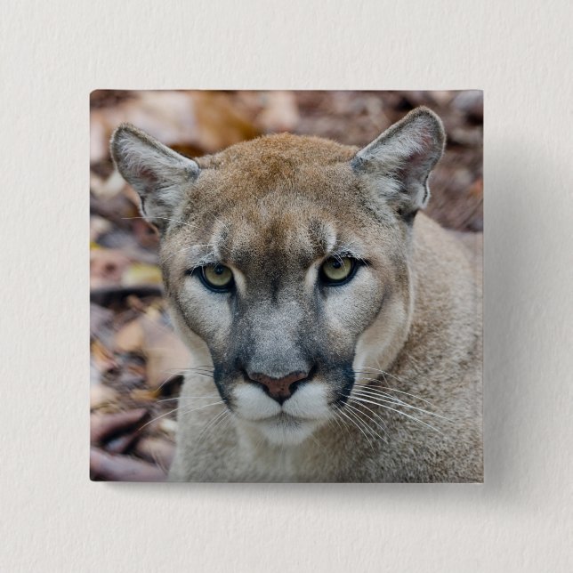 Chapa Cuadrada Puma, león de montaña, pantera de Florida, Puma (Anverso)