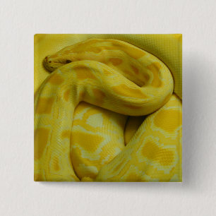 Chapa Cuadrada Python birmano amarillo