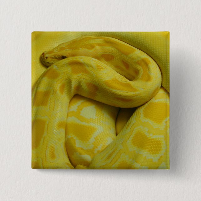 Chapa Cuadrada Python birmano amarillo (Anverso)