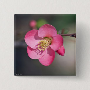 Chapa Cuadrada Quince de Flores Rosa Perfecto