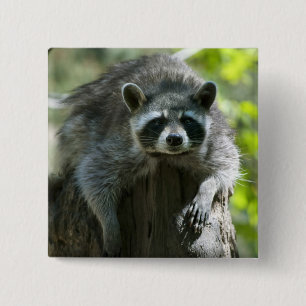 Chapa Cuadrada Raccoon Pins