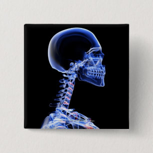 Chapa Cuadrada Radiografía de los huesos en el cuello