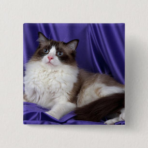 Chapa Cuadrada Ragdoll, sello bicolor