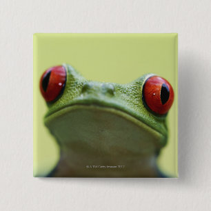 Chapa Cuadrada rana arbórea Rojo-observada (callidryas de