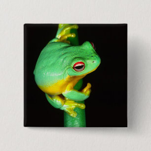 Chapa Cuadrada Rana arborícola de ojos rojos australiana, Litoria