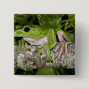 Chapa Cuadrada Rana brillante gigante, Poliopdata dennysi ssp,