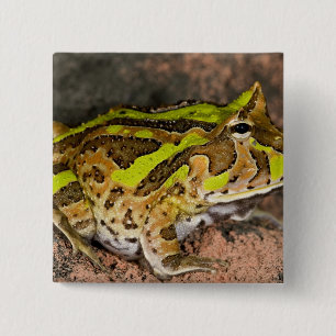 Chapa Cuadrada Rana cornuda brasileña, Ceratophrys cornuta, Nativ