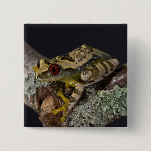 Chapa Cuadrada Rana de árbol de ojo rojo africana, Leptopelis