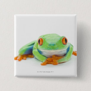 Chapa Cuadrada Rana de árbol rojo (Agalychnis Callidryas) 2