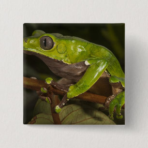 Chapa Cuadrada Rana de hoja gigante Phyllomedusa bicolor) 3