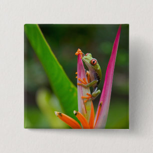 Chapa Cuadrada Rana de ojos rojos, Costa Rica