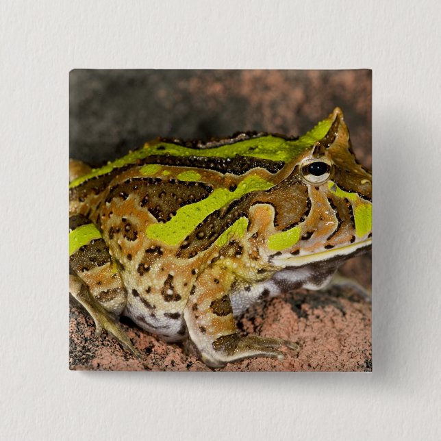 Chapa Cuadrada Rana del cuerno brasileña, Ceratophrys cornuta, na (Anverso)