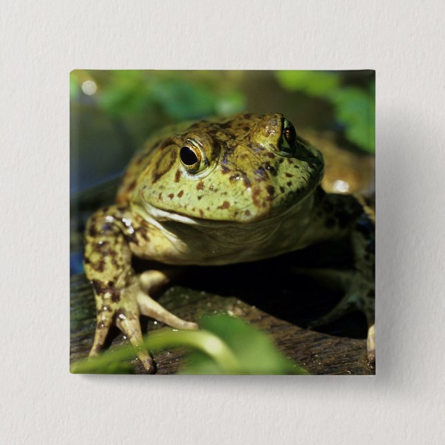 Chapa Cuadrada Rana toro. (Anverso)