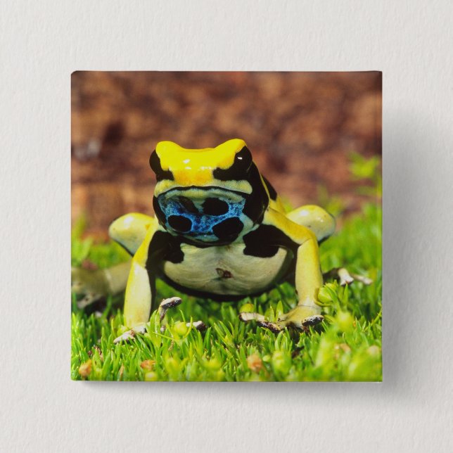 Chapa Cuadrada Rana venenosa tinctoria, Dendrobates tinctorius, (Anverso)