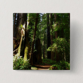 Chapa Cuadrada Redwoods y helechos en el Parque Nacional Redwood