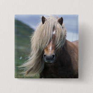 Chapa Cuadrada Reino Unido, Escocia, Islas Shetland, pony Shetlan