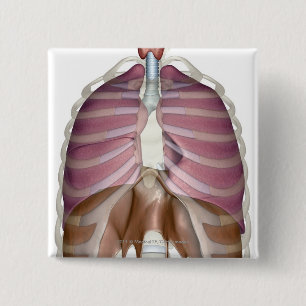 Chapa Cuadrada representación 3d del sistema respiratorio