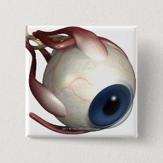 Chapa Cuadrada Representación realista de los músculos del ojo