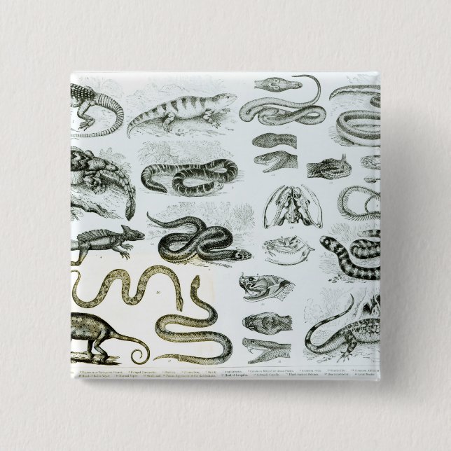 Chapa Cuadrada Reptiles, serpientes y lagartos (Anverso)