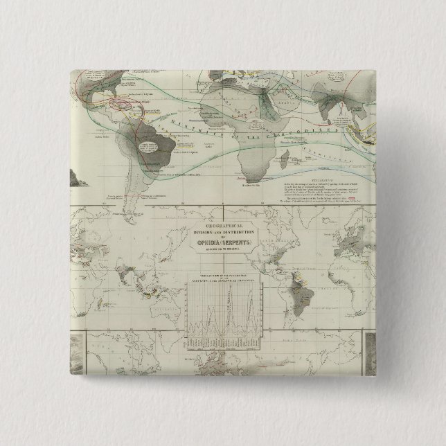 Chapa Cuadrada Reptilia, Ophidia (Anverso)