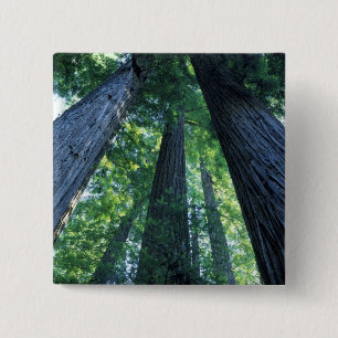 Chapa Cuadrada Reserva Estatal de Montgomery Woods, California.