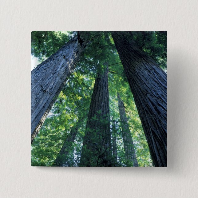 Chapa Cuadrada Reserva Estatal Montgomery Woods, California. (Anverso)