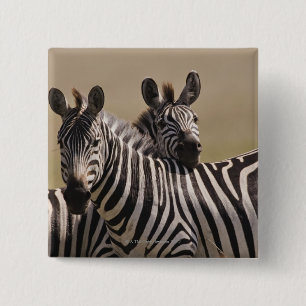 Chapa Cuadrada Reserva nacional de Mara del Masai, Kenia, julio