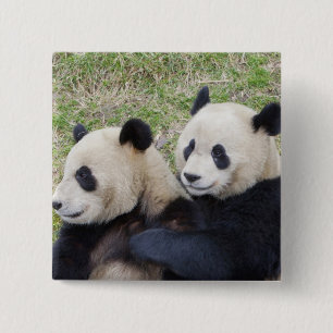 Chapa Cuadrada Reserva Wolong, China, Oso panda gigante abrazando
