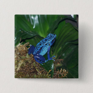 Chapa Cuadrada Retrato azul de la rana de la flecha del veneno