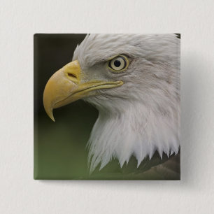 Chapa Cuadrada Retrato de águila calva adulta, Haliaeetus