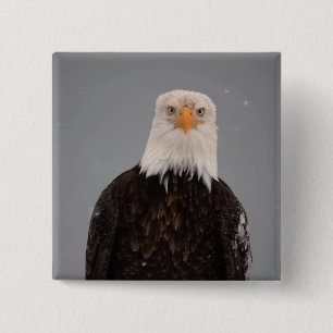 Chapa Cuadrada Retrato de águila calva en la nieve, Haliaeetus