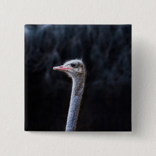 Chapa Cuadrada retrato de avestruz