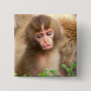 Chapa Cuadrada Retrato de bebé mono de nieve