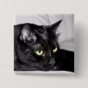 Chapa Cuadrada Retrato de gato negro lindo