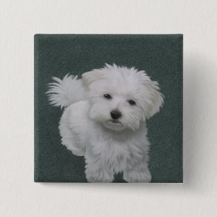 Chapa Cuadrada Retrato de mascota de perrito blanco