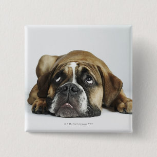 Chapa Cuadrada Retrato del bulldog viejo de Dorset Tyme